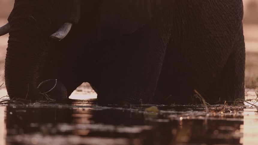 An elephant stands in a river and eats plant roots at dusk