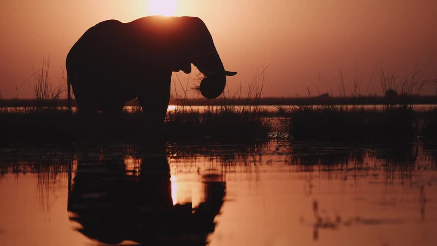 Elephant standing in a swamp using its trunk to bring plants and vegetation to its mouth and eating under a red sunset sky