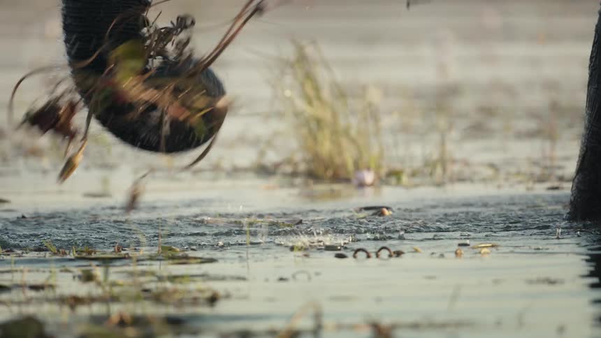 An elephant using its trunk to pull a plant out of a puddle of water