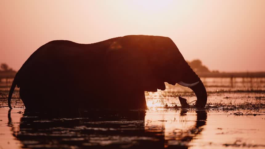 Elephant silhouetted against a sunset while standing in a shallow water body