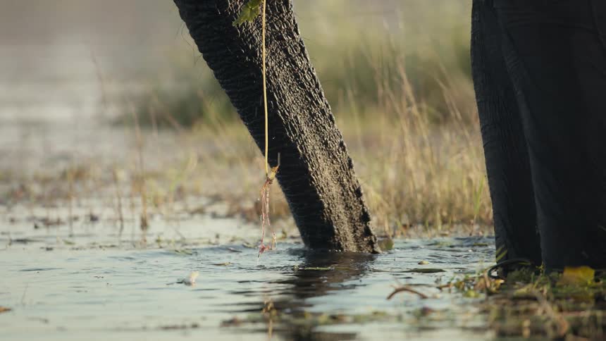 An elephant drinks water from a wetland