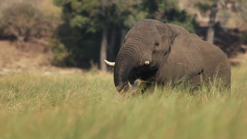 A large elephant using its trunk to eat large amounts of bush