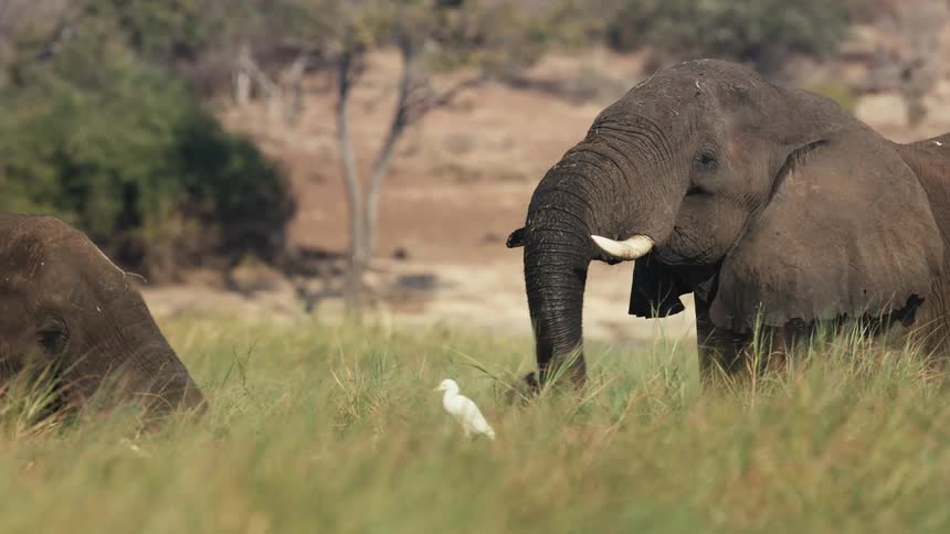 A big elephant eating grass using its trunk and there is a white step standing next to it