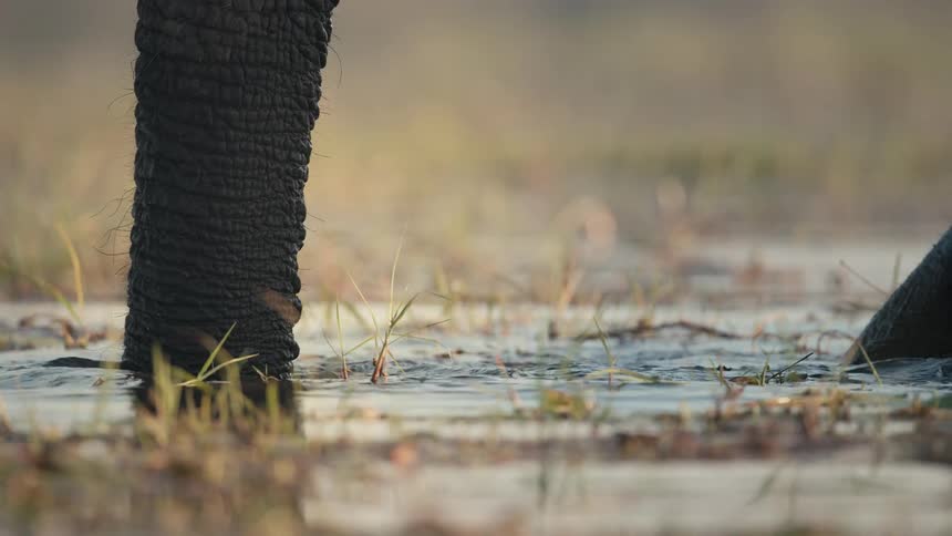 Trunk of an elephant drinking water in the jungle