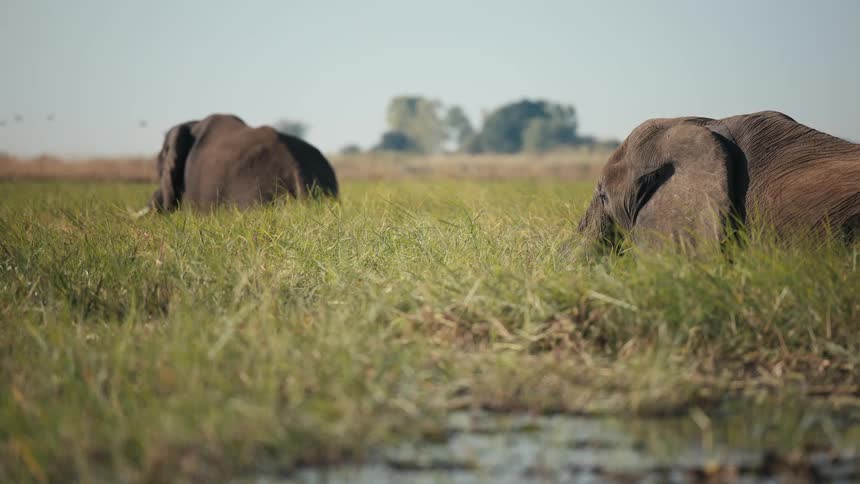 Two elephants walking through a vast grassy field with distant trees in the background