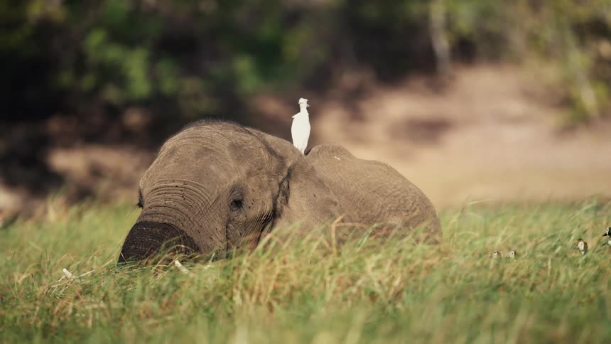 A young elephant resting in the grass with a white bird perched on its back
