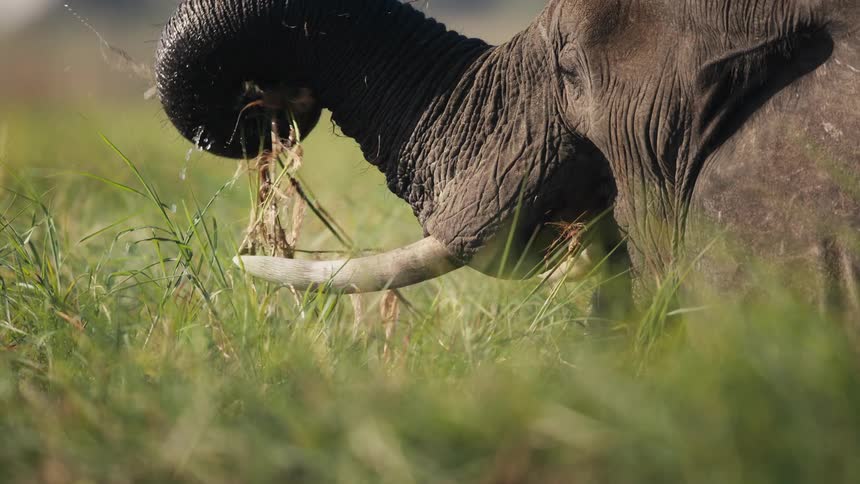 Elephant eating grass in the jungle