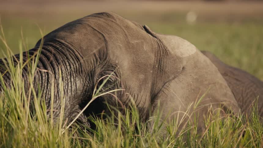 The elephant is eating the tall grass