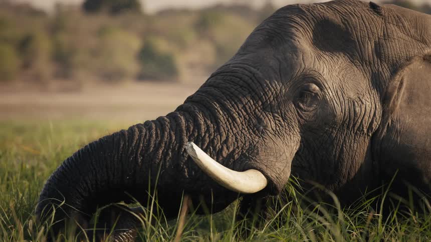 Elephant eating grass in the savanna