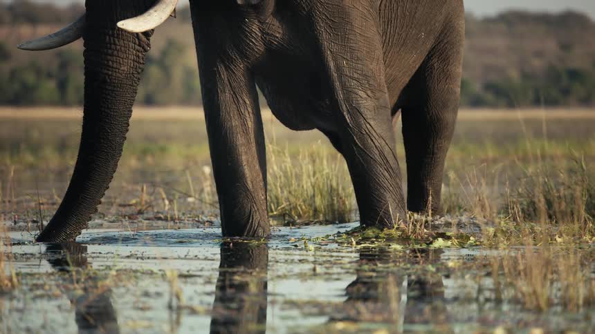 Elephant walking through a lake in the jungle