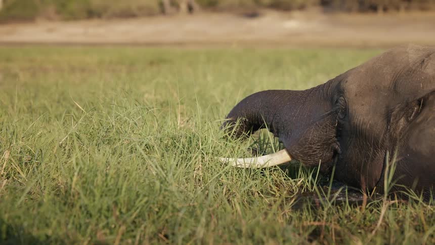 Elephant in a lake eating leaves