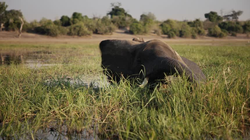 Elephant inside a lake eating leaves in the jungle