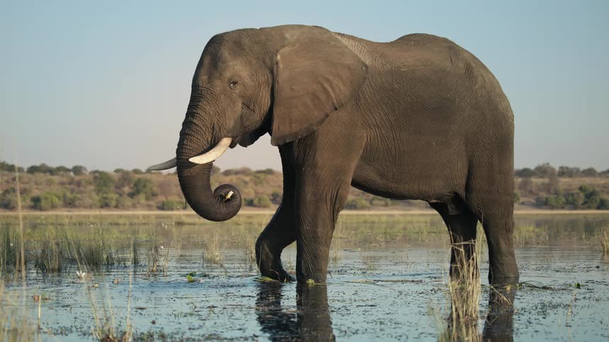 An elephant eats while standing in a marshy area of a grassy plain