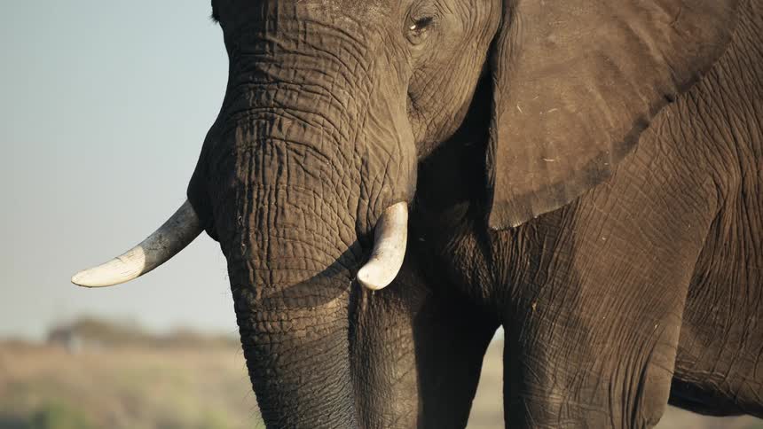 The elephant is standing on the field