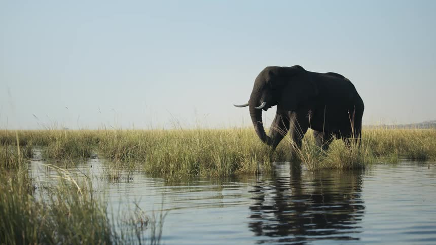 Elephant standing in a riverbed eating grass in the wild