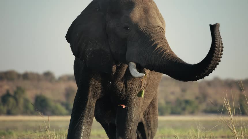 Elephant standing in a swampy field using its trunk to put dry grass and vegetation into its mouth