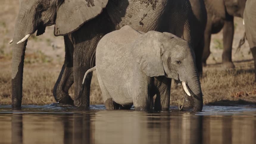 Two adult elephants and one baby graze in the grass and drink water out of a pond