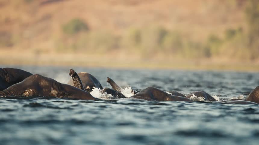 Close up of a pack of elephants swimming across a river in the savanna