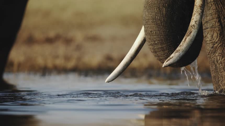 Elephant standing in shallow water moving its trunk in the water