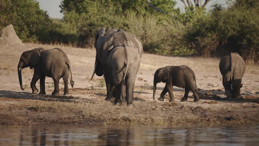 Adult and child elephants walking through the jungle on the edge of a lake