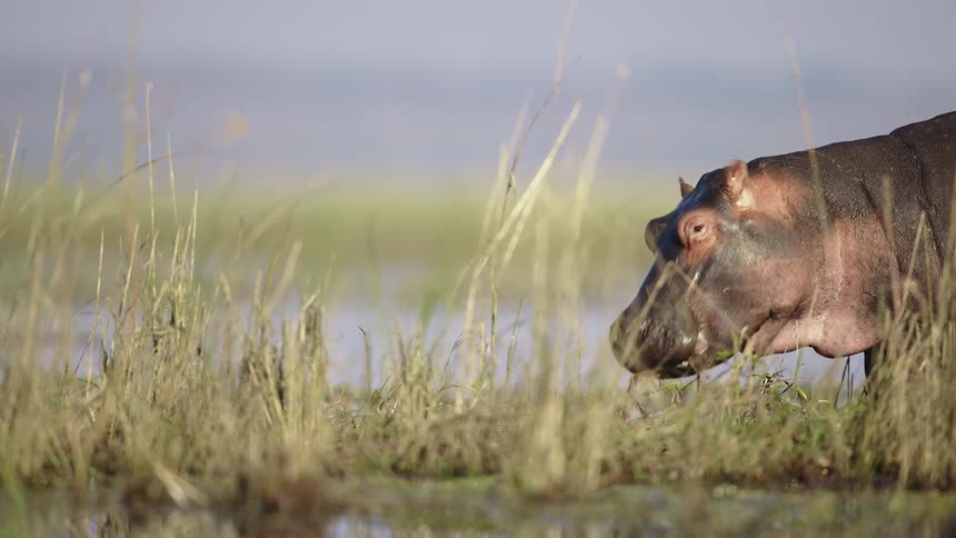 Bird lands on the back of a hippo grazing on land near the water