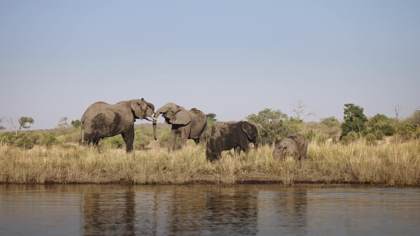 Herd of elephants stands among the tall grass in a field bordering the river