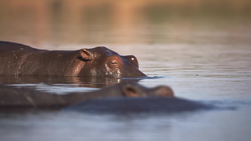 A hippo slowly swims in the water