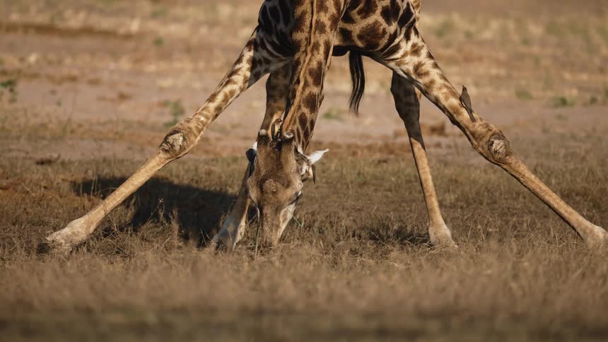 Giraffe with legs spread open drinking water and birds around