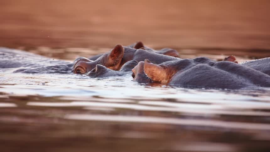 Hippos swim in the water together