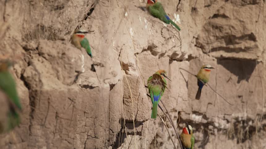Colorful birds perching on branches next to a ravine