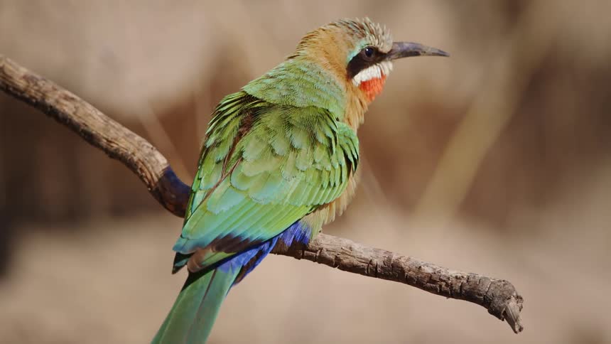 Colorful little bird on a wooden trunk turning around