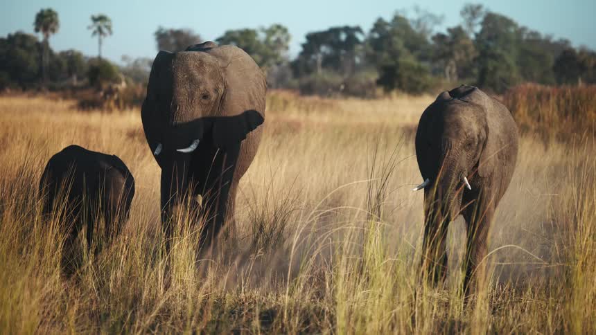 Sunlight shines upon a family of elephants grazing in a field of dry grass and vegetation