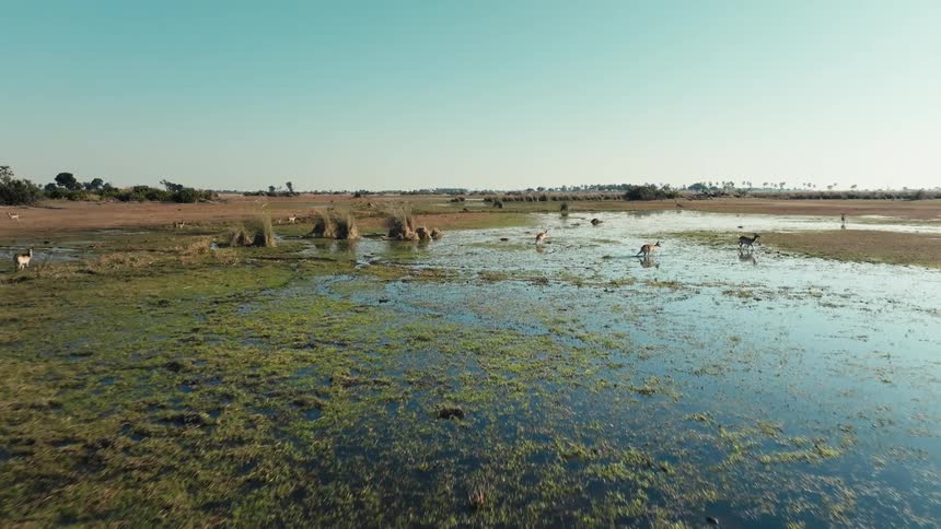 Aerial of birds and antelope moving through shallow water in a grassland on a clear day