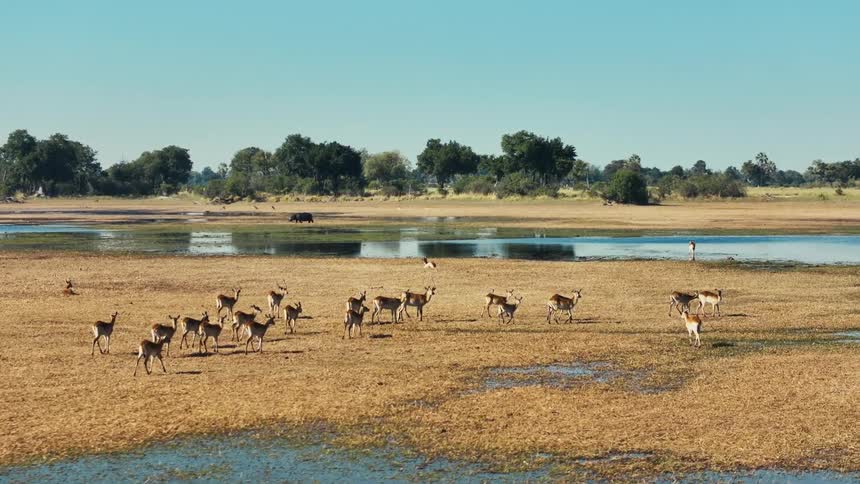 Aerial panorama of deer in the wild with lakes around