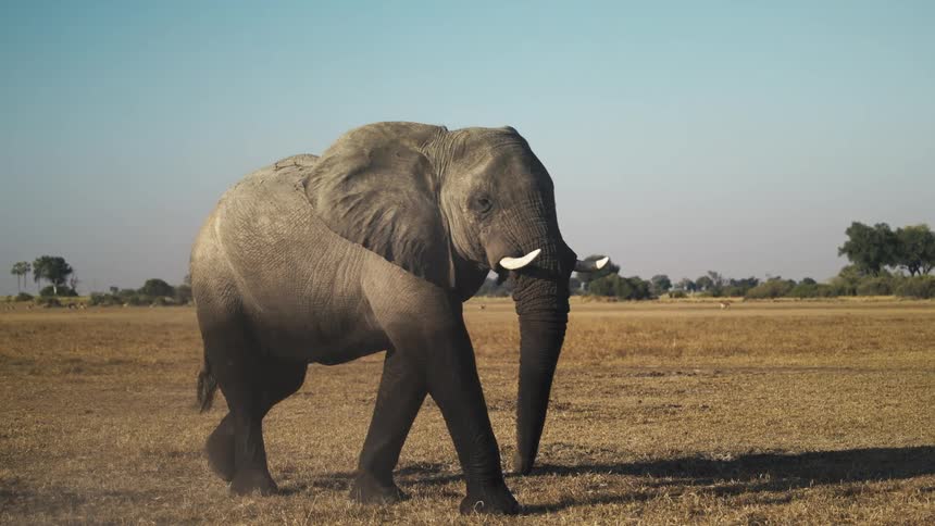 Elephant walking across a field stops to shake dirt off itself