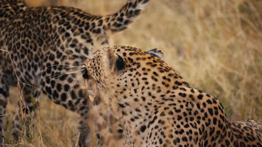 Jaguar screeching at another in the jungle