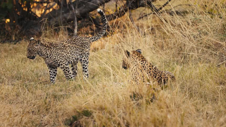 A small spotted leopard walks by another one that is resting in the grass