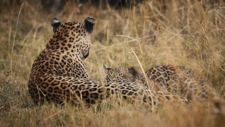 One cheetah licks another on the head while they lay in the grass