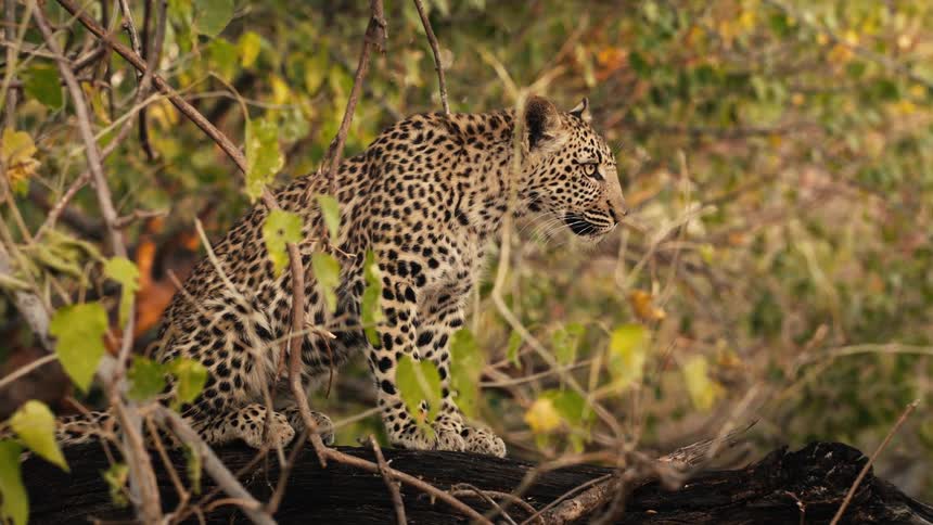 Cheetah hiding in a tree stalking its prey in the jungle