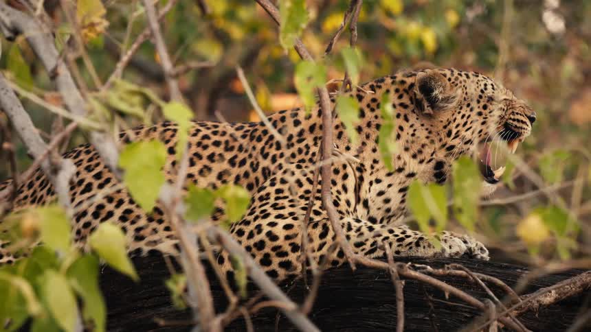 Jaguar on a tree trunk in the jungle yawning