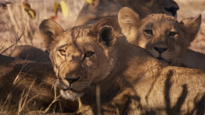Lions lying in the jungle