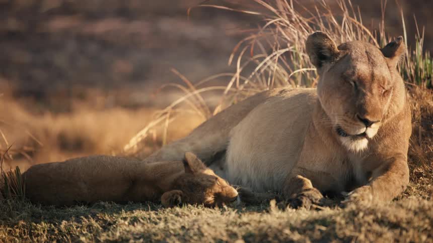 Lioness lying down blinking her eyes in the jungle