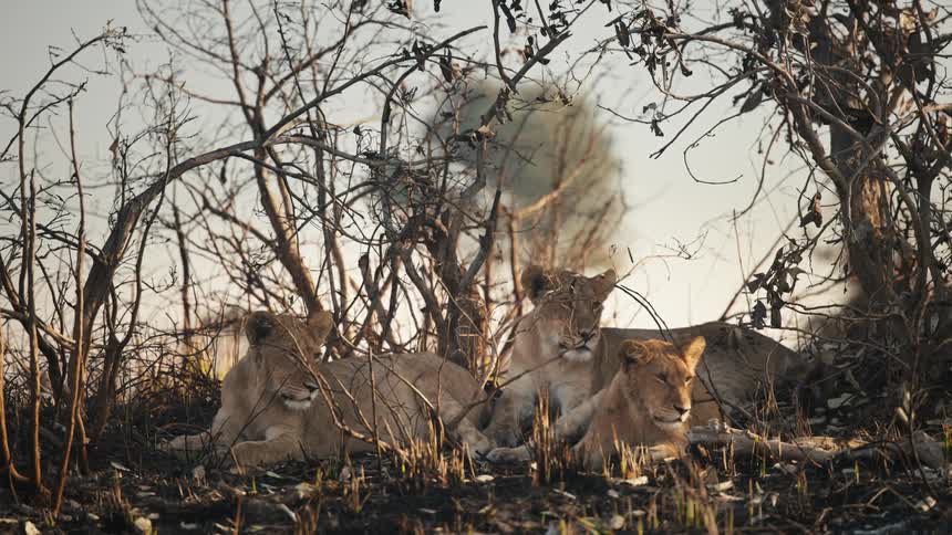 Three lions resting amidst dry burnt vegetation