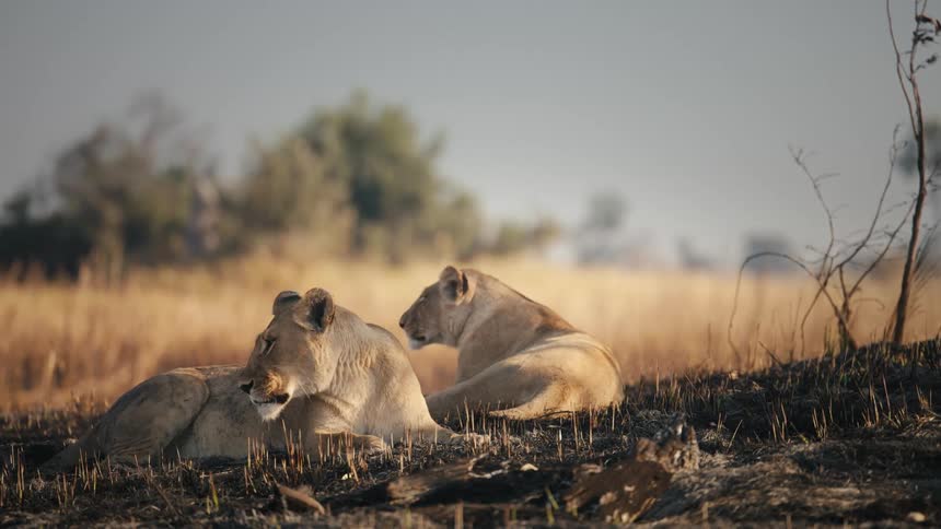 Two lions lying down in the jungle during the day