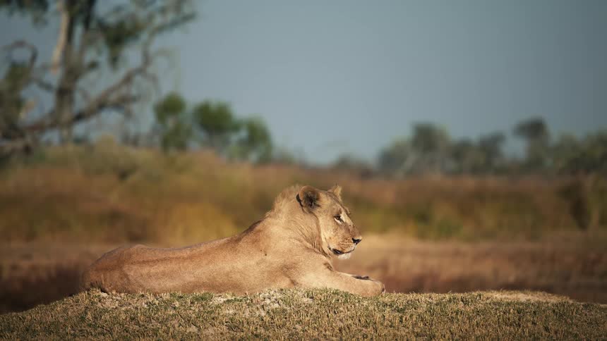 A lion is lying in a savannah and staring straight ahead