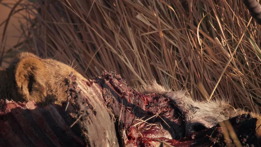 Lioness licks and tears at carcass lying among the grass on the savanna