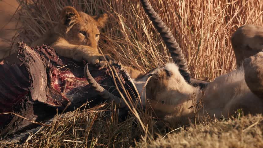 Two lions are feeding on an antelope carcass