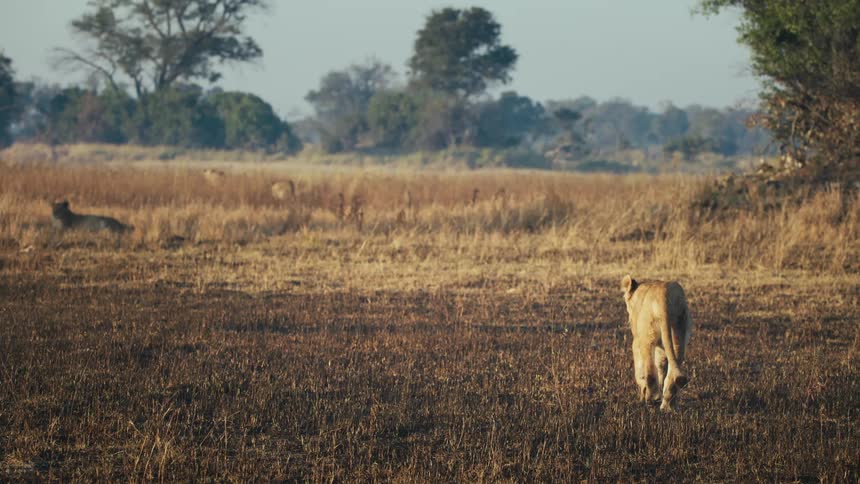 Lioness walking away across a vast dry savanna landscape