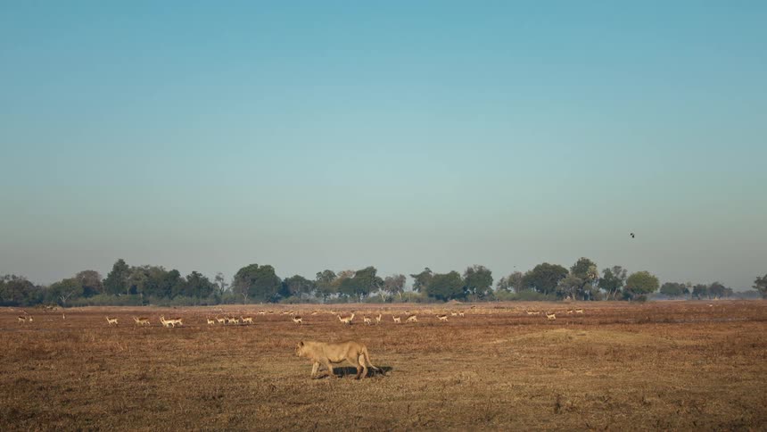 A lion walks past a herd of animals