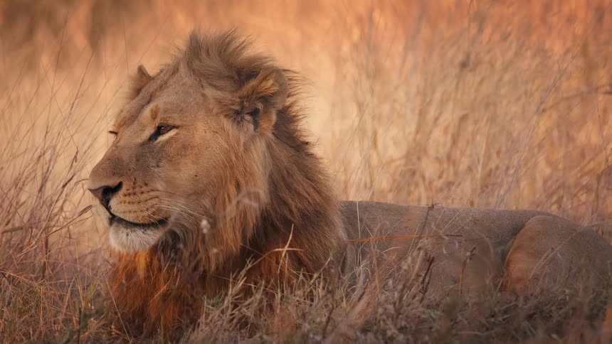 A lion is relaxing in the grass